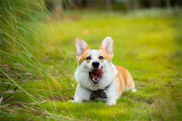 夏天给狗狗剃毛会有哪些影响？