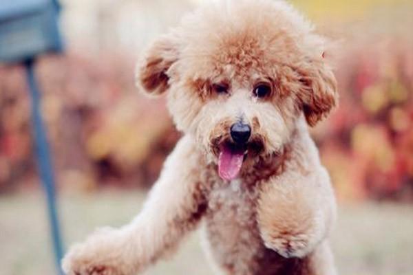 新手养狗要注意哪些问题？