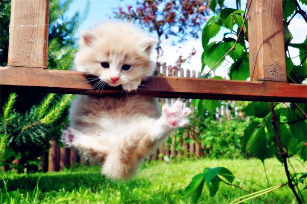 捡到小奶猫怎么办？