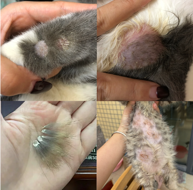 猫秃了一块不是猫癣？别太早下定论！