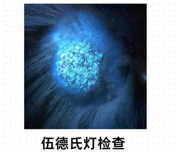 猫秃了一块不是猫癣？别太早下定论！