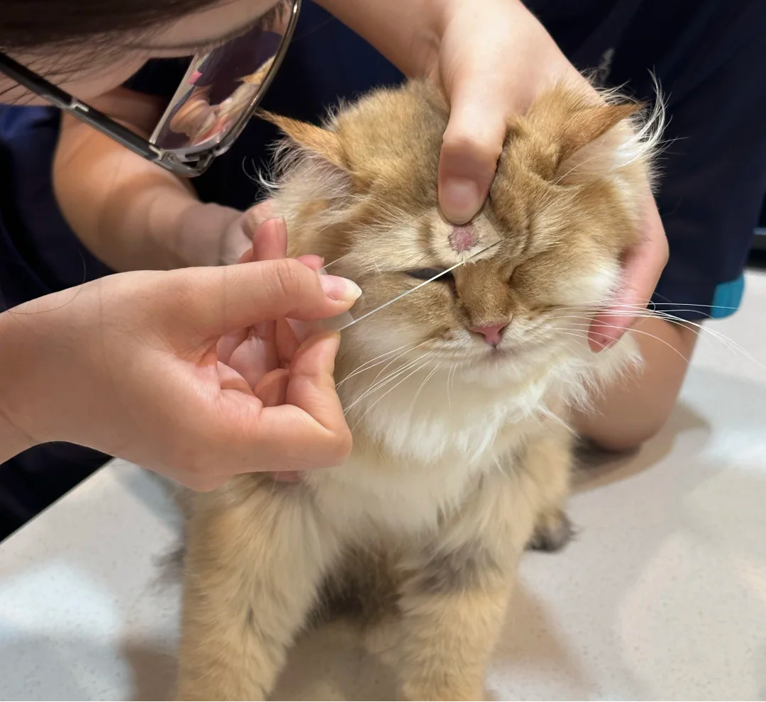 猫秃了一块不是猫癣？别太早下定论！