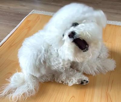 狗狗皮肤发痒一直挠，怎么帮它止痒？