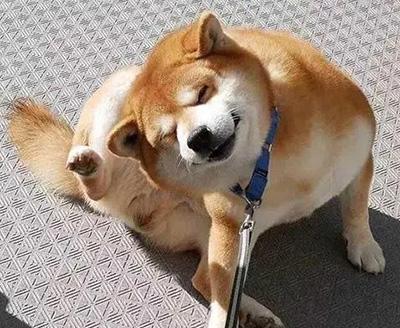 狗狗皮肤发痒一直挠，怎么帮它止痒？