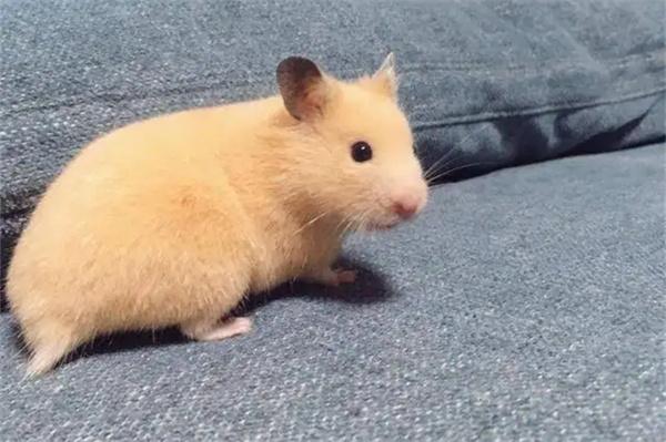 怎么让仓鼠信任自己？