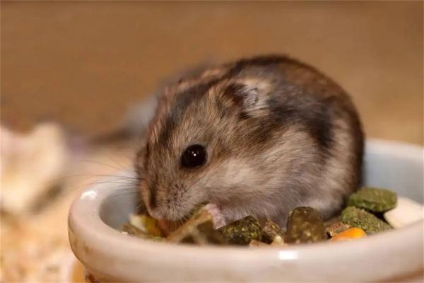 怎么让仓鼠信任自己？