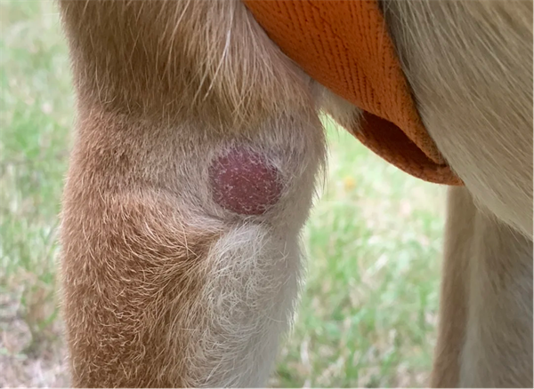 狗狗皮肤病建议用药，狗癣/湿疹/脓皮病/螨虫病用药百科