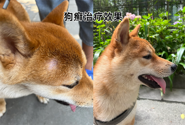 狗狗皮肤病建议用药，狗癣/湿疹/脓皮病/螨虫病用药百科