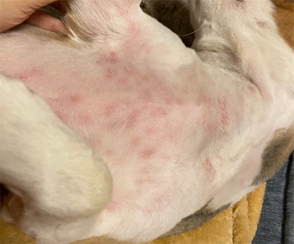 狗狗皮肤病建议用药，狗癣/湿疹/脓皮病/螨虫病用药百科