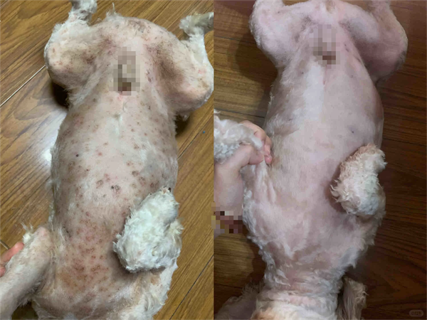 狗狗皮肤病建议用药，狗癣/湿疹/脓皮病/螨虫病用药百科