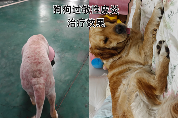 狗狗皮肤病建议用药，狗癣/湿疹/脓皮病/螨虫病用药百科