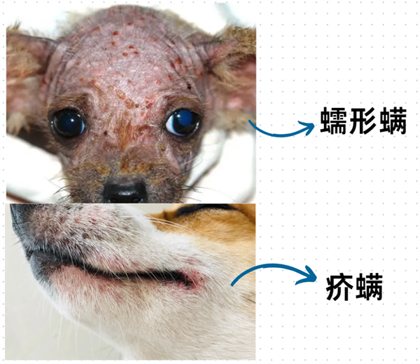 狗狗皮肤病建议用药，狗癣/湿疹/脓皮病/螨虫病用药百科