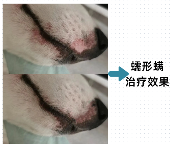 狗狗皮肤病建议用药，狗癣/湿疹/脓皮病/螨虫病用药百科