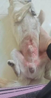 狗狗皮肤泛红疑似荨麻疹已治愈