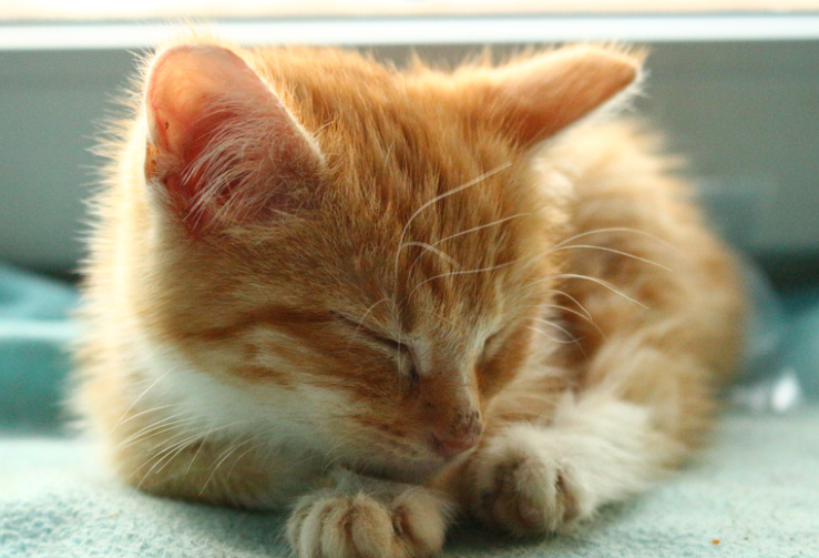 猫癣大作战：2月龄幼猫猫癣的精准治疗方法