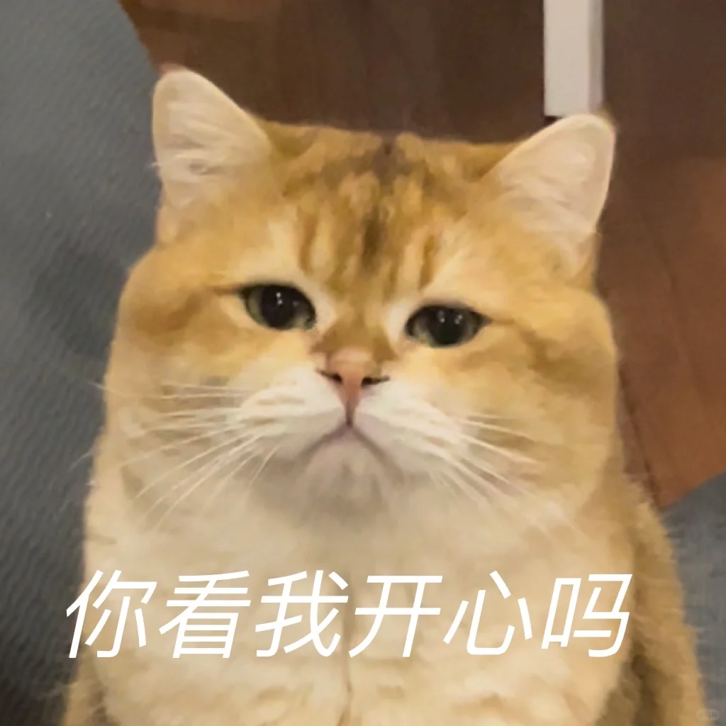 猫咪疯狂舔毛的背后真相：是皮肤病还是心理问题？