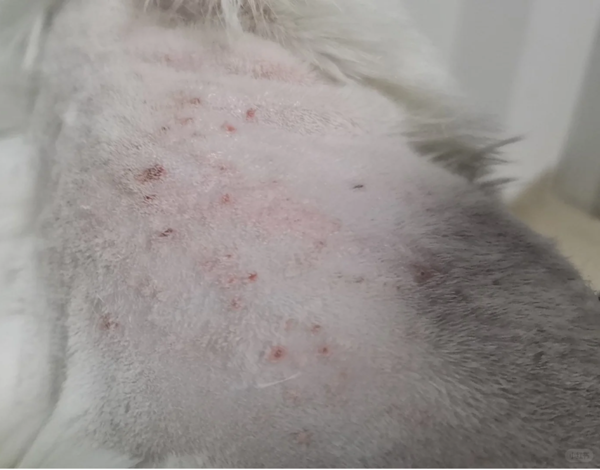 猫咪疯狂舔毛的背后真相：是皮肤病还是心理问题？