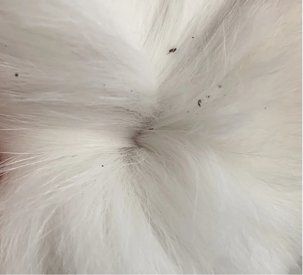 猫咪疯狂舔毛的背后真相：是皮肤病还是心理问题？