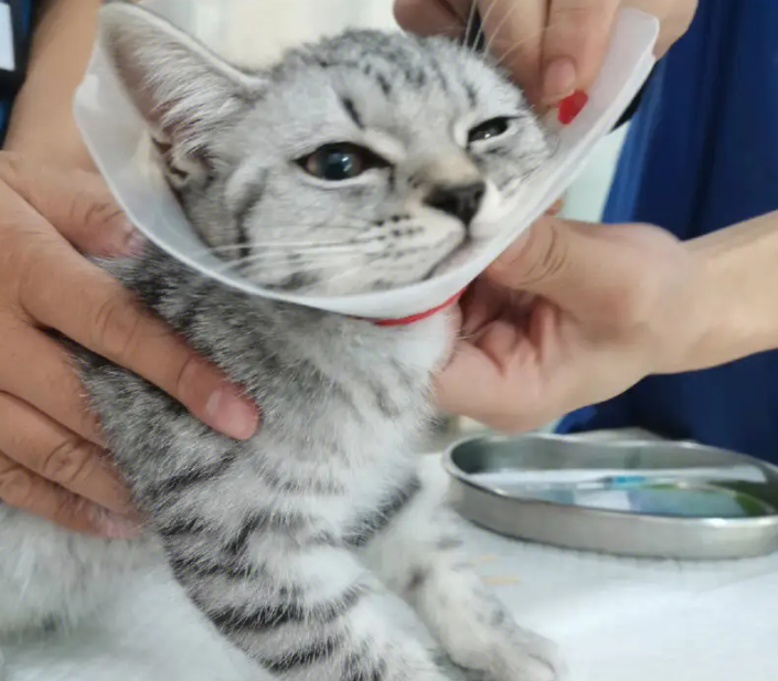 猫咪疯狂舔毛的背后真相：是皮肤病还是心理问题？