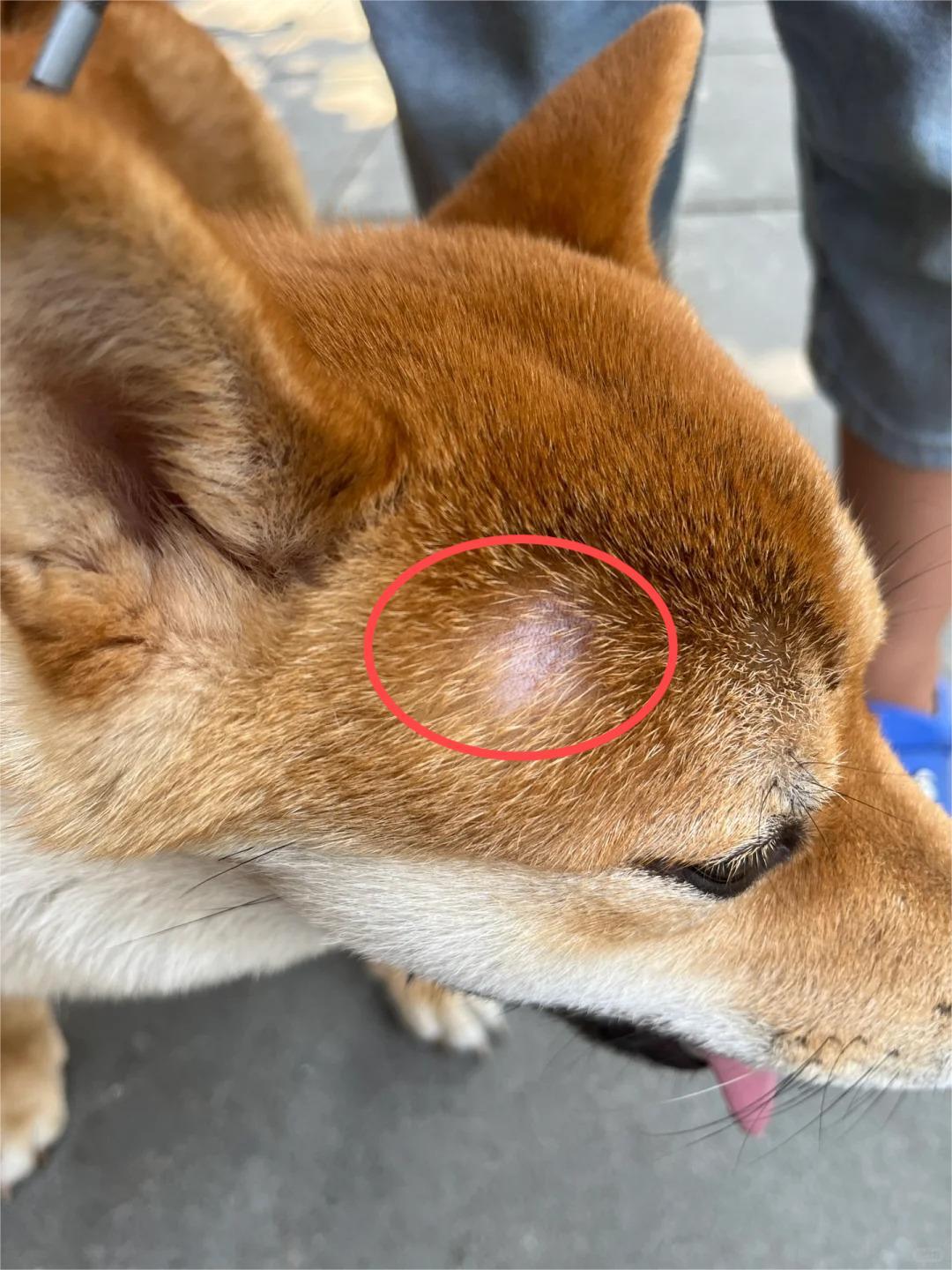 怀孕的狗狗长了狗癣怎么治？