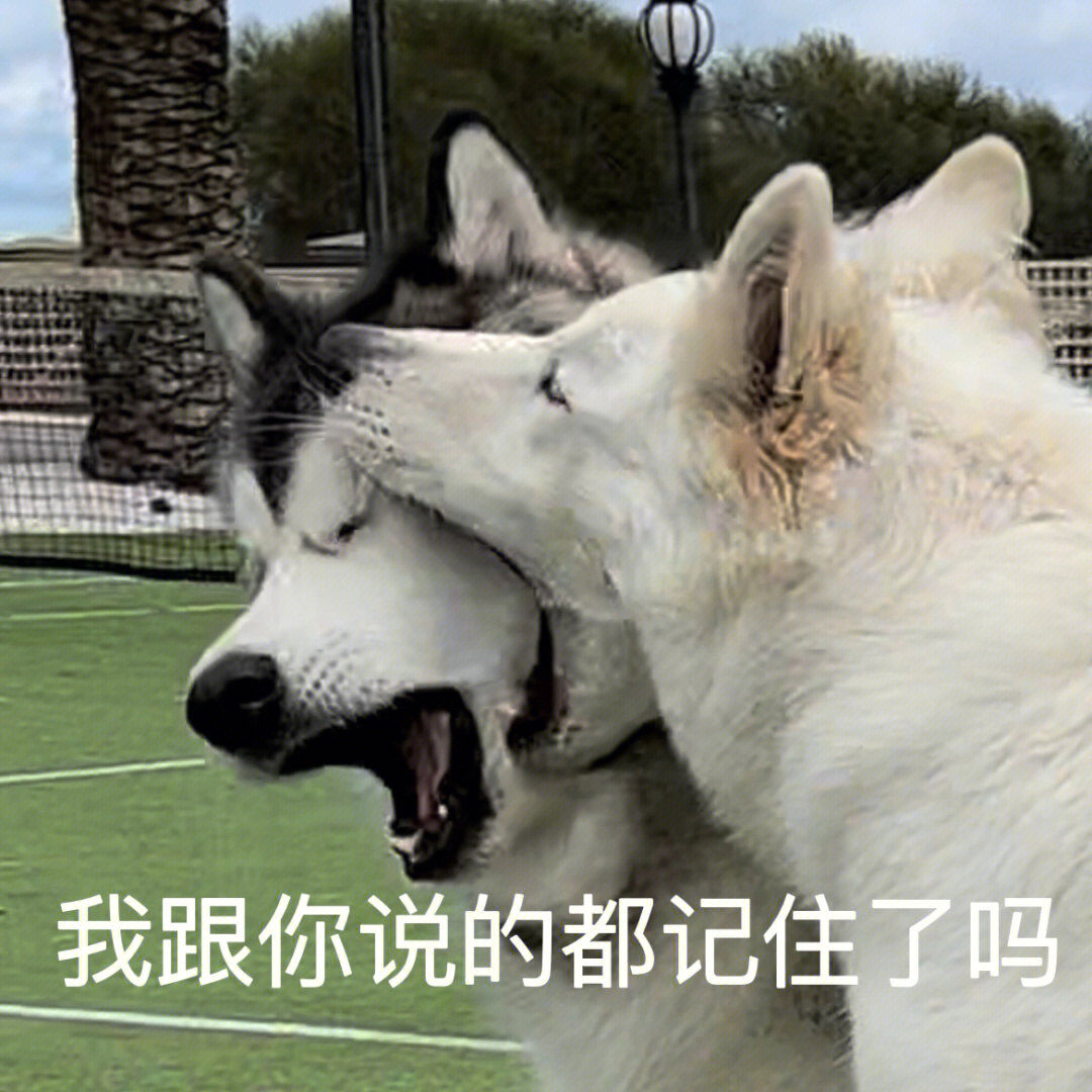 怀孕的狗狗长了狗癣怎么治？