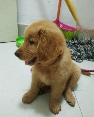 2个月大的金毛感冒已痊愈