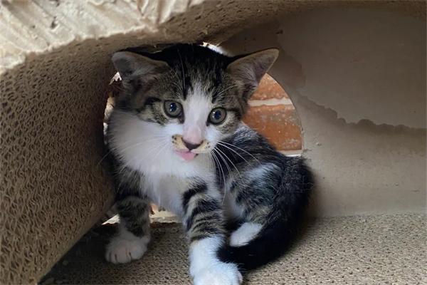 流浪猫蹭你代表什么？