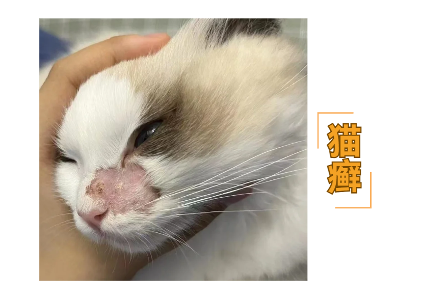 辟谣！碘伏治猫癣真的有用吗？