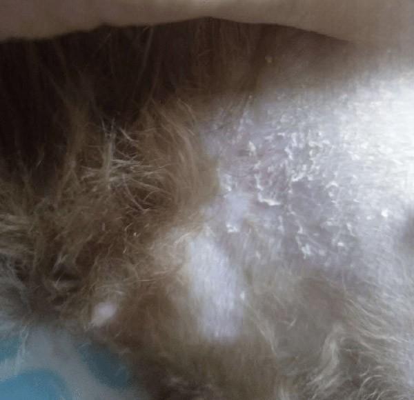 五个多月大的泰迪患上皮肤病和拉稀已痊愈