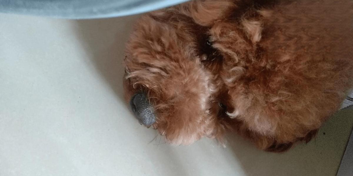 五个多月大的泰迪患上皮肤病和拉稀已痊愈