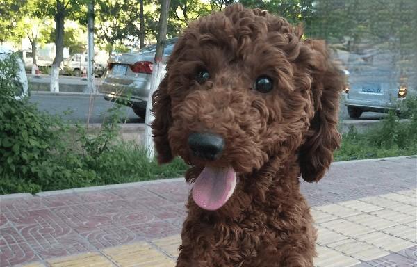 五个多月大的泰迪患上皮肤病和拉稀已痊愈