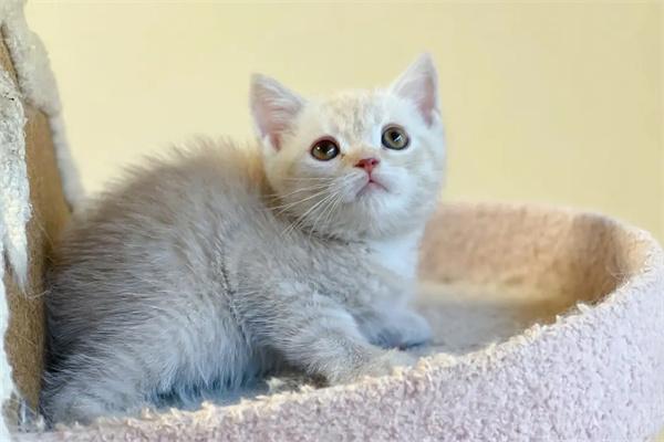 猫咪为什么那么讨厌橘子的味道？