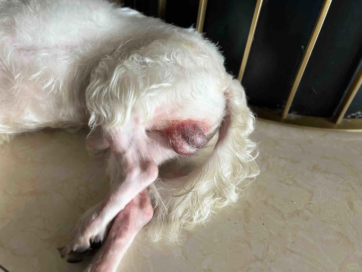 狗狗阴囊（蛋蛋）红肿脱皮了怎么办？