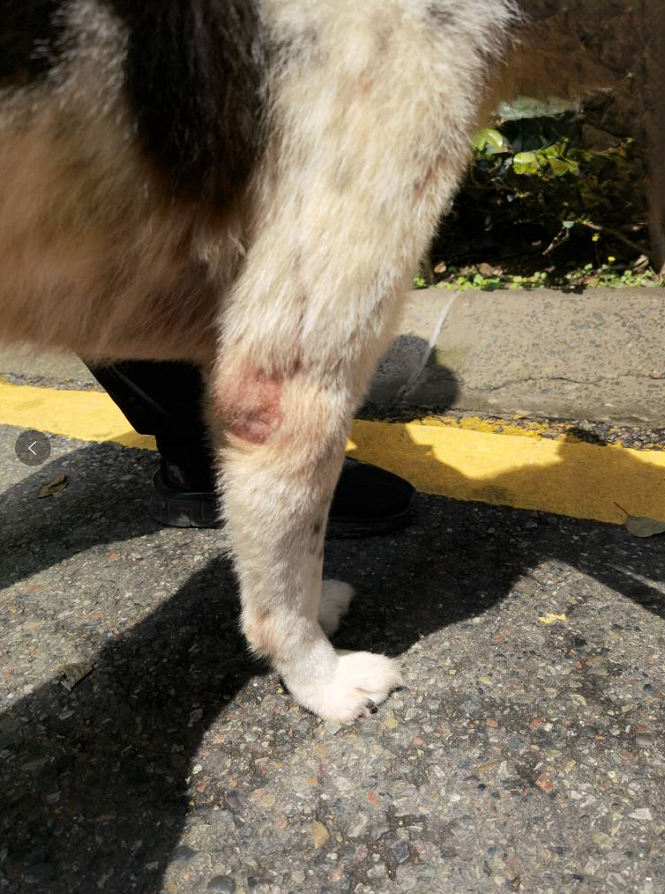 狗癣感染一个多月用药后恢复