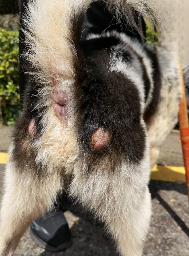 狗癣感染一个多月用药后恢复