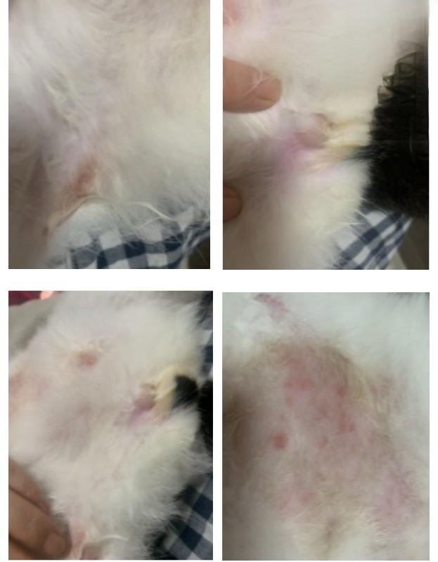 猫咪感染猫癣一个多月，用药后治愈