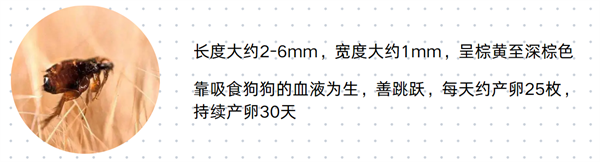 狗狗驱虫必看！带你识别6种狗狗体外寄生虫