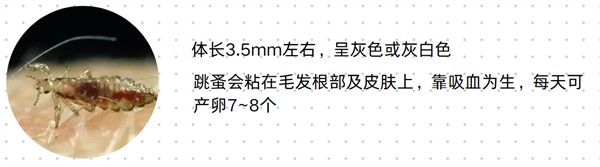 狗狗驱虫必看！带你识别6种狗狗体外寄生虫