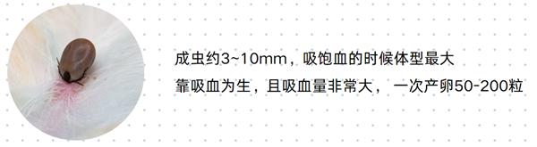 狗狗驱虫必看！带你识别6种狗狗体外寄生虫