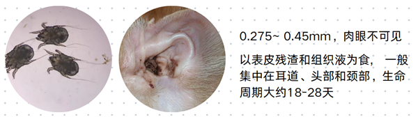 狗狗驱虫必看！带你识别6种狗狗体外寄生虫