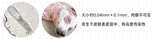 狗狗驱虫必看！带你识别6种狗狗体外寄生虫