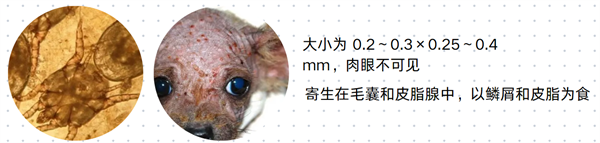 狗狗驱虫必看！带你识别6种狗狗体外寄生虫