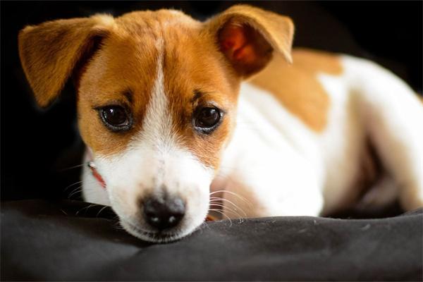 狗狗老是舔腿上的毛怎么回事？