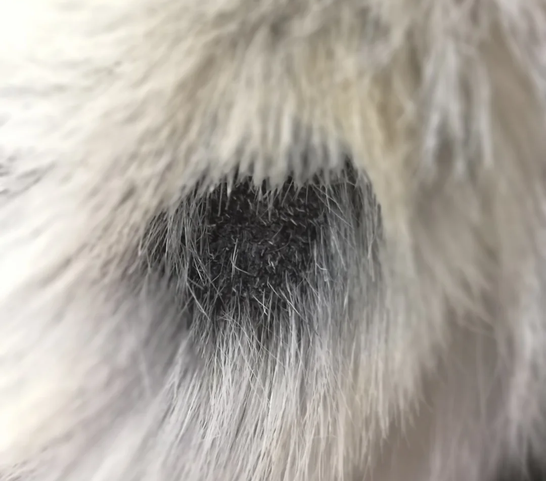 猫咪皮肤病快好了，但留下很多黑色斑块怎么办？