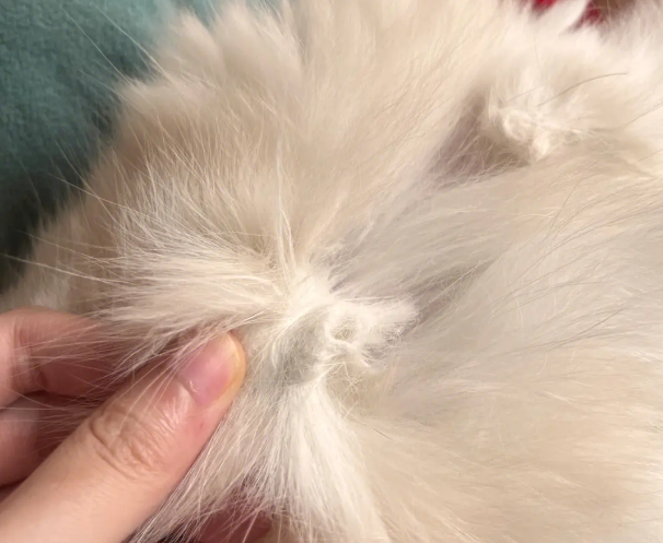 猫毛打结成块是皮肤病吗？NO！真相其实是&hellip;&hellip;