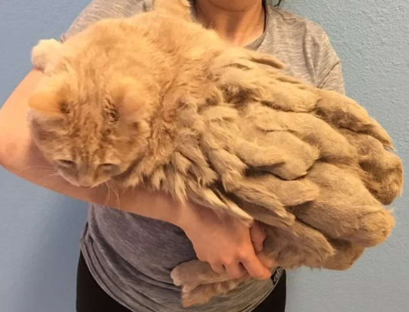 猫毛打结成块是皮肤病吗？NO！真相其实是&hellip;&hellip;