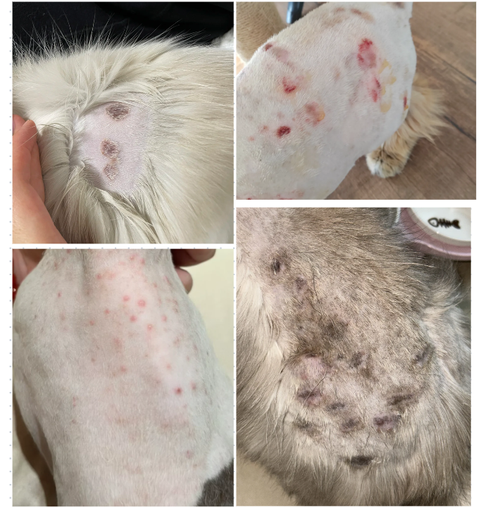 猫毛打结成块是皮肤病吗？NO！真相其实是&hellip;&hellip;