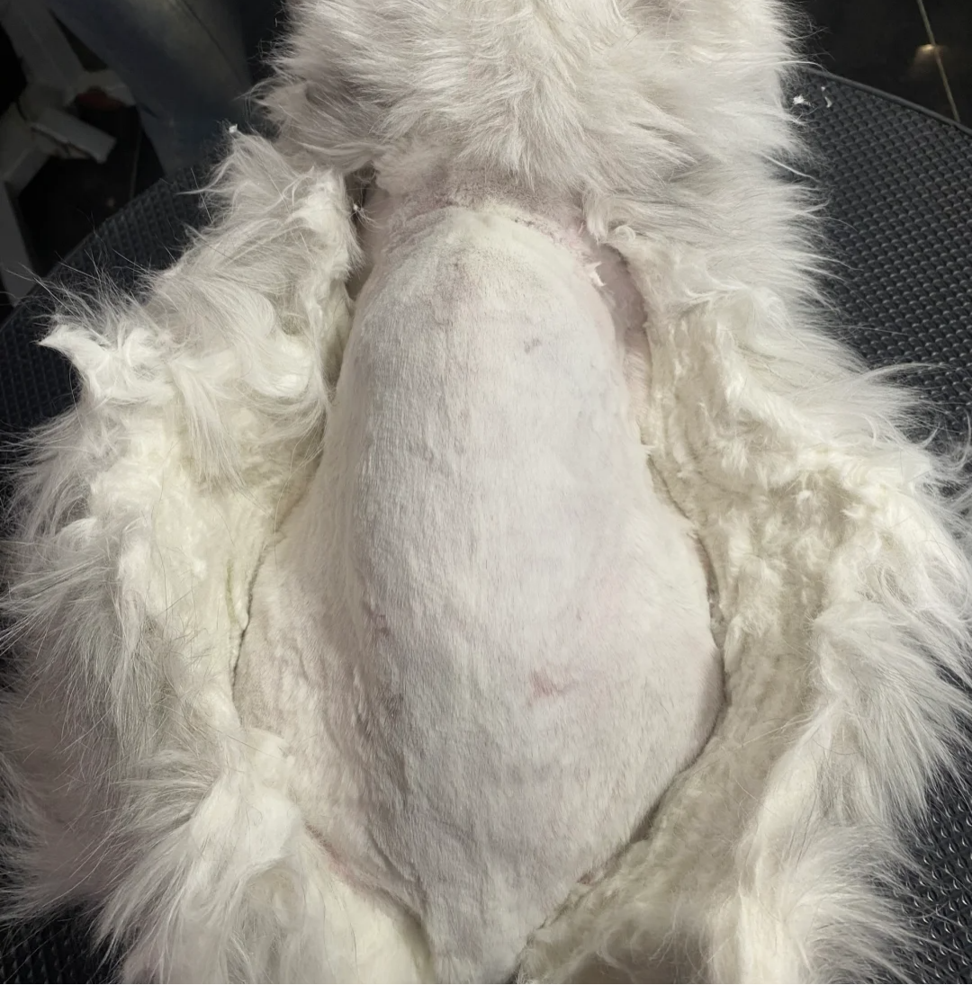 猫毛打结成块是皮肤病吗？NO！真相其实是&hellip;&hellip;