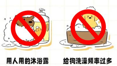 狗狗为什么一到夏季就得皮肤病？