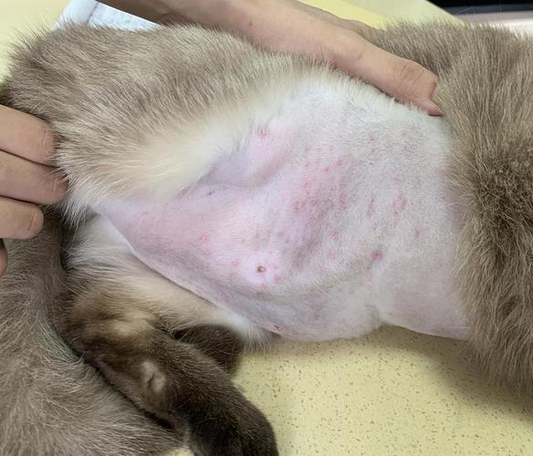 猫得湿疹可以用红霉素软膏吗？